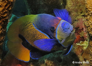 "Shy Model" - Portrait of a Blue-Girdled Angelfish by Andre Philip 